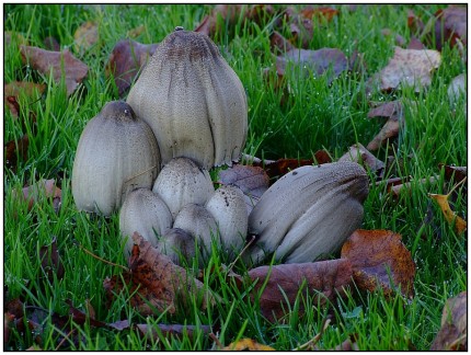 Der Gemeine/Graue Falten-Tintling oder kurz Falten-Tintling (Coprinopsis atramentaria, Syn. Coprinus atramentarius), aufgrund der knotigen Verdickung am unteren Stielende auch Knoten-Tintling genannt, ist eine Pilzart aus der Familie der Mürblingsverwandten (Psathyrellaceae). Der häufige Blätterpilz kommt in Parkanlagen, an Wegrändern sowie in Laubwäldern vor und ist in Europa weit verbreitet. Die Fruchtkörper sind vor dem tintenartigen Zerfließen des Huts und der Lamellen essbar, verursachen aber bei Alkoholgenuss eine Vergiftung (Coprinus-Syndrom).