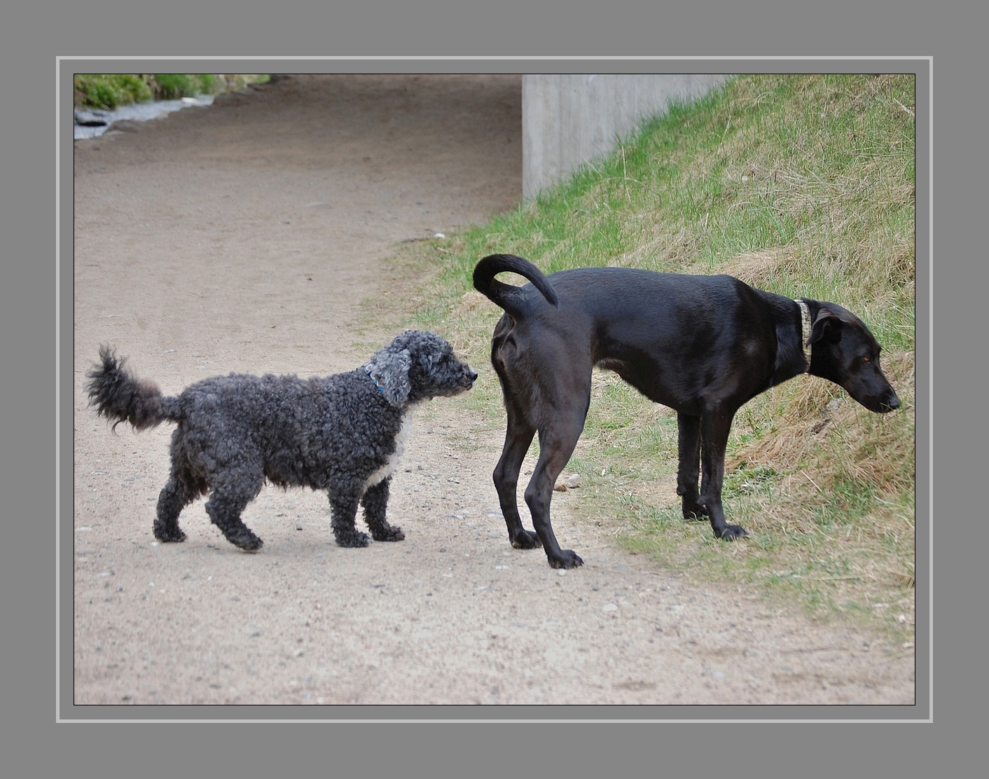 Kennenlernen hunde