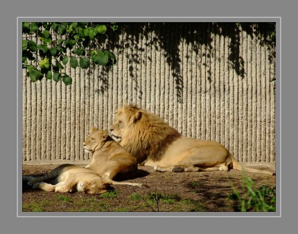 Im Zoo Kopenhagen