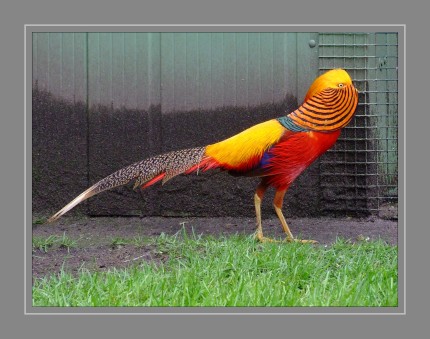 Der Goldfasan (Chrysolophus pictus) ist eine Hühnervogelart aus der Familie der Fasanenartigen. Der Hahn dieser Art gehört mit seiner goldgelben Haube und dem ebenso gefärbten Bürzel, der intensiv roten Unterseite und den grün und blau schimmernden Partien an Rücken und Flügeln zu den farbenprächtigsten Fasanen. Die Henne ist überwiegend beigebraun und schwarz gebändert. Das natürliche Verbreitungsgebiet liegt im mittleren China, wo der Goldfasan subtropische Bergdschungel bis in 2500 m Höhe bewohnt.  Im Dritten Reich war "Goldfasan" ein vom Volksmund geprägter Begriff für hohe Parteifunktionäre und Militärs im Hinblick auf ihre Uniformen und den Ordensschmuck darauf, allen voran Hermann Göring, der im gleichen Wortsinn auch "Lametta-Heini" genannt wurde. 