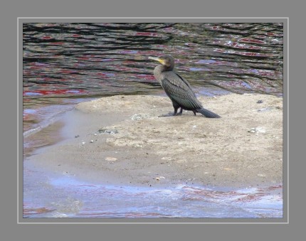 Die Kormorane (Phalacrocoracidae) sind eine Familie aus der Ordnung der Ruderfüßer (Pelecaniformes). Es handelt sich um mittelgroße bis große Wasservögel, die in Kolonien brüten und nach unterschiedlichen Quellen mit 26 bis 43 Arten weltweit verbreitet sind. Tragen die Vögel einen Federschopf, werden sie als „Scharben“, sonst als „Kormorane“ bezeichnet, doch entspricht diese Einteilung nicht den tatsächlichen Verwandtschaftsverhältnissen. Im Volksmund heißen diese Vögel auch „Seeraben“, „Meerraben“ oder „Wasserraben“; der Name Kormoran ist entsprechend aus dem lateinischen „corvus marinus“ („Meerrabe“) abgeleitet.