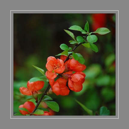 Die Zierquitten sind eine Pflanzengattung innerhalb der Familie der Rosengewächse. Sie stammen aus dem östlichen Asien und ihre Sorten werden als Zierpflanzen und Wildobst in Parks und Gärten verwendet.