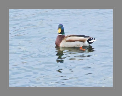 Die Stockente ist eine Vogelart aus der Familie der Entenvögel. Die Stockente ist die größte und am häufigsten vorkommende Schwimmente Europas und die Stammform der Hausente