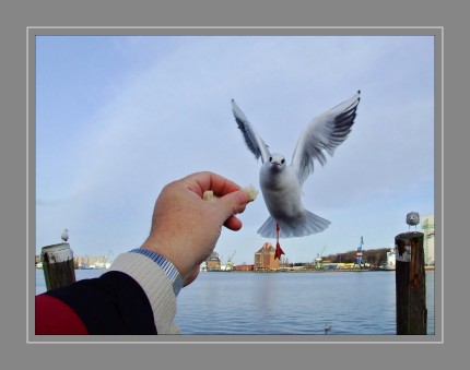 Viele Wasservögel verfangen sich in achtlos ins Wasser geworfenen Angelschnüren, Netzen oder anderem Plastikmüll. Wenn sie dabei „nur“ ein Bein verlieren, haben sie noch Glück gehabt. Viele müssen es auch mit dem Leben bezahlen.