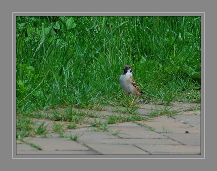 Der Feldsperling oder Feldspatz ist eine in Eurasien weit verbreitete Vogelart in der Familie der Sperlinge. Er ist etwas kleiner als der Haussperling und im Westen der Paläarktis weniger an den Menschen angepasst und deutlich scheuer.