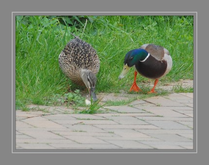 Die Stockente (Anas platyrhynchos) ist die größte und am weitesten verbreitete Ente bei uns in Deutschland. Sie zählt zu der Gattung Schwimmenten.