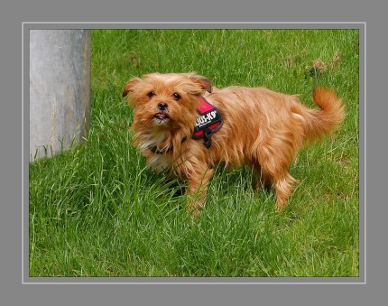 Tabsy ist ein kleines verschmustes Hundemädchen. Ihre Eltern waren ein Yorkshire Rüde und eine Chihuahua Hündin.