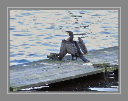 Die Kormorane (Phalacrocoracidae) sind eine Familie aus der Ordnung der Ruderfüßer (Pelecaniformes). Es handelt sich um mittelgroße bis große Wasservögel, die in Kolonien brüten und nach unterschiedlichen Quellen mit 26 bis 43 Arten weltweit verbreitet sind. Tragen die Vögel einen Federschopf, werden sie als „Scharben“, sonst als „Kormorane“ bezeichnet.