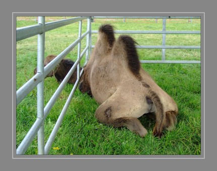 Die Kamele (Camelidae) sind eine Säugetierfamilie aus der Ordnung der Paarhufer (Artiodactyla), innerhalb derer sie die einzige rezente Familie der Unterordnung der Schwielensohler (Tylopoda) darstellen. Sie lassen sich in zwei Gruppen unterteilen. Die erste Gruppe bilden die Altweltkamele (Camelus) mit dem Dromedar oder Einhöckrigen Kamel und dem Trampeltier oder Zweihöckrigen Kamel. Die zweite Gruppe umfasst die Neuweltkamele mit den Gattungen Lama (Lama) und Vikunja (Vicugna).