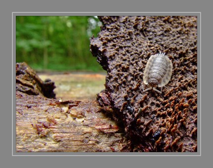 Die Asseln sind eine Ordnung, die zur Klasse der Höheren Krebse gehört. Asseln sind 0,3 mm bis annähernd 50 cm groß. Die meisten Asseln sind Pflanzenfresser und zählen somit biologisch zu den Erstzersetzern. Der Körper der Asseln ist im Gegensatz zu den nahe verwandten Flohkrebsen vom Rücken zum Bauch abgeplattet. Sie haben sieben Beinpaare und eine gleich bleibende Zahl von Körpergliedern. Die Kiemen sitzen an den hinteren Beinen. Verschiedene Arten zeigen jedoch unterschiedliche Anpassungsstufen an ein Leben an Land, so gibt es neben der Kiemenatmung auch Arten mit anderen Respirationsorganen wie Tracheen oder Lungen.