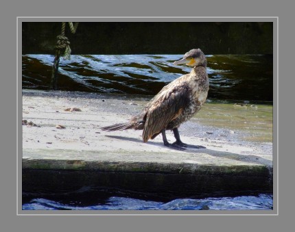 Der Name "Kormoran" kommt aus dem lateinischen und bedeutet Meerrabe: So wurden diese Vögel genannt, weil sie fast schwarz sind und am Meer leben. Aussehen Kormorane auf einem Baum (Bild: SWR)Kormorane sind etwa so groß wie eine Gans: Sie messen von der Schnabelspitze bis zum Schwanz etwa 90 Zentimeter und von einer Flügelspitze zur anderen 140 Zentimeter. 