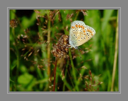 Der Hauhechel-Bläuling ist ein Schmetterling aus der Familie der Bläulinge. Innerhalb seiner Familie stellt er die häufigste und verbreitetste Art dar und wird daher auch als Gemeiner Bläuling bezeichnet.