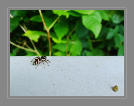 Als aktive Jäger befestigen Zebraspringspinnen den Spinnfaden am Boden, schleichen sich langsam an ihre Beute auf wenige Zentimeter heran, springen blitzschnell los - den Spinnfaden als Sicherheitsleine nutzend - und umfassen ihr Opfer mit ihren Giftklauen und Beinen. Sie lieben es warm und sonnig und halten sich oft an und in Häusern auf, bewohnen aber auch Felsen oder Zaunpfähle. Aus Sicht des Mensachen ist die Zebraspringspinne ein sehr nützlicher Räuber, denn sie erbeutet mit ihrer Sprungtechnik Fliegen, Käfer und sogar Stechmücken. 