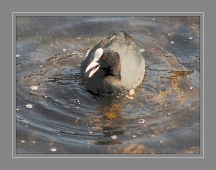 Das Blässhuhn ist eine mittelgroße Art aus der Familie der Rallen, die als einer der häufigsten Wasservögel bevorzugt auf nährstoffreichen Gewässern anzutreffen ist.