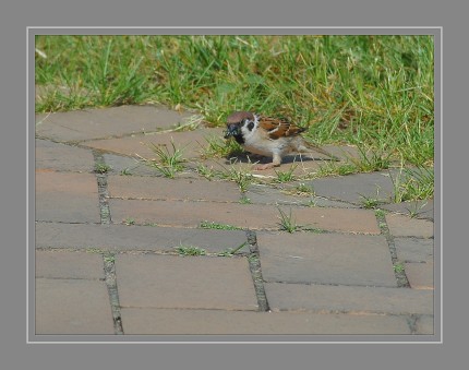 Der Feldsperling brütet in Gehölzen, Obstgärten, Alleen und Gärten in der Nähe von landwirtschaftlichen Nutzflächen oder Siedlungen. Das Nest befindet sich in Baumhöhlen, Mauernischen, Felsspalten oder zwischen Kletterpflanzen an Mauern.