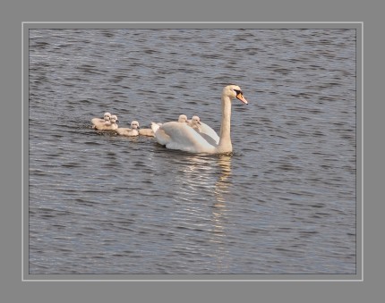 DSC_0580Schwanfamilie