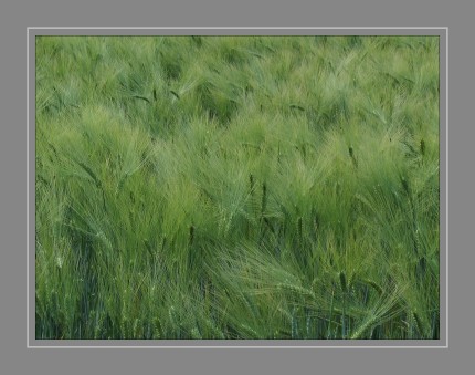 Die Gerste (Hordeum vulgare) ist eine Pflanzenart und gehört zur Gattung Hordeum der Familie der Süßgräser (Poaceae). Sie ist eine der wichtigsten Getreide-Arten.     Wintergerste wird überwiegend als Tierfutter verwendet (Futtergerste); sie zeichnet sich gegenüber der Sommergerste durch höhere Erträge und mehr Eiweiß (12–15 %) aus.     Für die menschliche Ernährung kommt überwiegend Sommergerste als Braugerste zum Einsatz. In nicht gemälzter Form wird Gerste zu Grütze oder Graupen verarbeitet und gelegentlich auch zu Mehl gemahlen. 