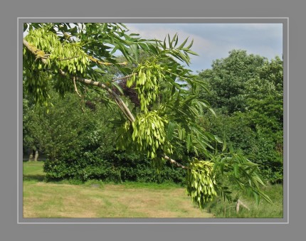 Die Weide (Salix) ist eine Pflanzengattung aus der Familie der Weidengewächse (Salicaceae). Sie enthält etwa 450 Arten. Ihr Verbreitungsgebiet erstreckt sich über alle Teile der nördlichen gemäßigten Zone bis zur Arktis; einige wenige Arten sind auch in den Tropen und der südlichen gemäßigten Zone heimisch. Weiden bevorzugen überwiegend feuchte Böden.