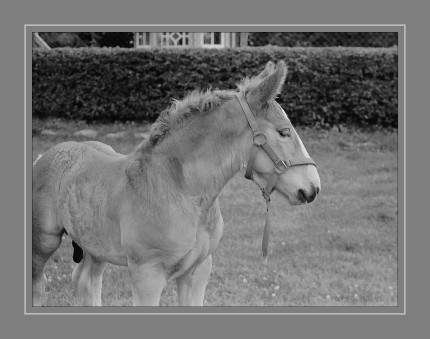 Analogfoto – Scan vom Negativ Kamera: Pentax ME Film: Fomapan 100 Entwickler: FOMA Fomadon LQN