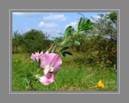 Die Hauhechel (Ononis spinosa) gehört zur Familie der Hülsenfrüchtler (Fabaceae) und unterhält damit eine direkte Verwandtschaft mit wichtigen Nutzpflanzen wie Erbse, Bohne oder Lupine sowie bekannten Heilpflanzen wie dem Rotklee. Die Gattung Hauhecheln (Ononis) zählt etwa 80 bekannte Arten, von denen die dornige Hauhechel (Ononis spinosa) die wohl bekannteste Art sein dürfte