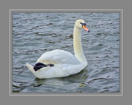 Alle Tierliebhaber werden dringend gebeten, Enten und Schwäne in Parkanlagen, sowie in sonstigen Gewässern nicht zu füttern! Schon gar nicht in der Sommerzeit. Sie sterben zum Teil qualvoll. Die Wasservögel werden aus falsch verstandener Tierliebe mit Brotresten zu Tode gefüttert.