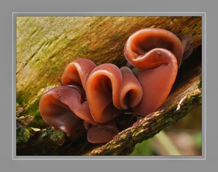 Das Judasohr ist ein relativ geschmacksneutraler Speisepilz und kann in Suppen oder in Pilzgerichten als "Füllpilz" verwendet werden. In asiatischen Gemüsegerichten eignet er sich gut als Ergänzung. Man kann das Judasohr fast über das ganze Jahr an geeigneten Stellen finden. Da sie frostbeständig sind, können sie auch im tiefsten Winter unter dem Schnee ausgegraben werden.