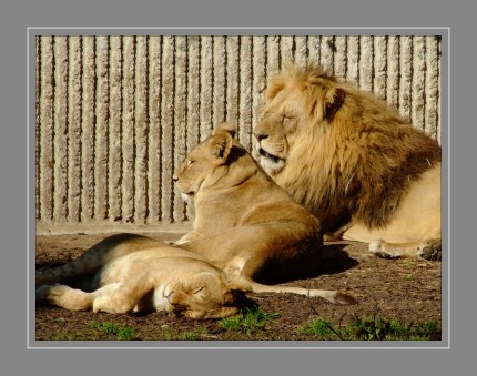 Löwen im Zoo von Kopenhagen