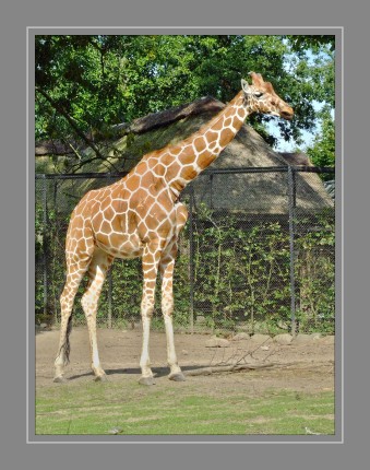 Die Netzgiraffe (Giraffa camelopardalis reticulata) ist die bekannteste der insgesamt neun Unterarten der Giraffe. Netzgiraffen können eine Höhe von bis zu 560 cm, eine Schulterhöhe von bis zu 330 cm und ein Gewicht von bis zu 900 kg erreichen.