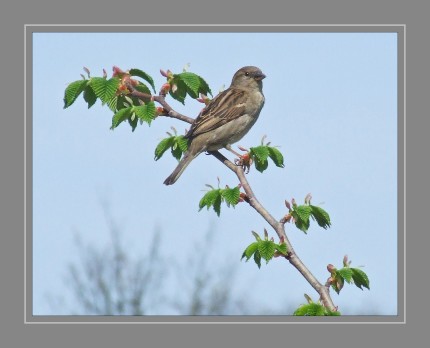 Der Haussperling – auch Spatz oder Hausspatz genannt – ist eine Vogelart aus der Familie der Sperlinge und einer der bekanntesten und am weitesten verbreiteten Singvögel.