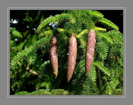 Die Zapfen reifen zwischen August und Dezember und sind dann meist braun, eiförmig bis zylindrisch. Der Samen fällt zwischen August und Winter, teilweise erst im nächsten Frühjahr aus, wird also durch den Wind verbreitet. Danach werden die Zapfen als Ganzes abgeworfen. Die Zapfen sind zwei bis 20 Zentimeter lang. Die Deckschuppen sind immer kürzer als die Samenschuppen und deshalb am Zapfen nicht sichtbar.