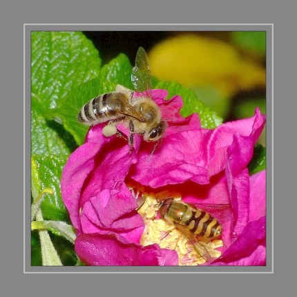 Biene und Schwebfliege