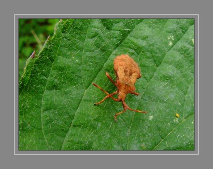 Die Lederwanze (Coreus marginatus), auch Große Randwanze oder Saumwanze genannt, ist eine Wanze und gehört zur Familie der Randwanzen. Ihre Körperoberfläche ist rau. Sie duftet nach Äpfeln. Im Flug sieht man den leuchtend roten Hinterleibsrücken. Die Wanze kann ihr Gift verspritzen. Es färbt die menschliche Haut braun, ähnlich wie z. B. das Wehrdrüsensekret der Totenkäfer.