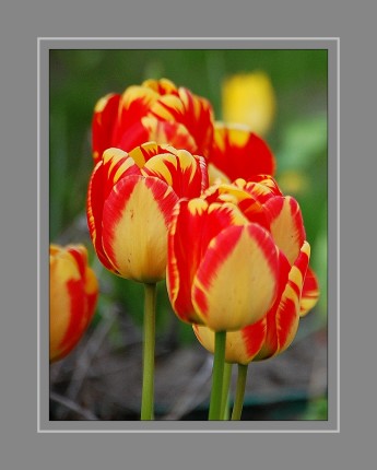 Die Tulpen bilden eine Pflanzengattung der Familie der Liliengewächse. Die etwa 150 Arten sind in Nordafrika über Europa bis Zentralasien verbreitet. Zahlreiche Hybriden werden als Zierpflanzen in Parks und Gärten sowie als Schnittblumen verwendet