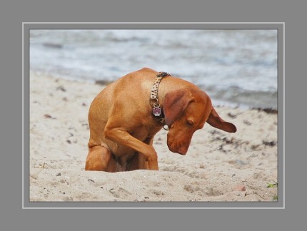 Am Hundestrand in Solitüde