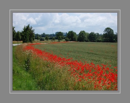 Man findet den Klatschmohn verbreitet in Getreidefeldern, selten auch auf Schutt, an Wegen, im Bahnhofsgelände usw. Zur Begrünung von Ödflächen wird er auch angesät. Er ist ein Archäophyt („Altbürger“) und seit dem Neolithikum Kulturbegleiter. Durch Herbizideinsatz ist er in Getreidefeldern oft sehr zurückgegangen, tritt aber dafür oft in Mengen beispielsweise an ungespritzten, offenerdigen Straßenböschungen auf.