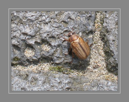 Der Gerippte Brachkäfer (Amphimallon solstitiale) ist ein Käfer aus der Familie der Blatthornkäfer (Scarabaeidae). Für die Art ist der Trivialname „Junikäfer“ gebräuchlich.