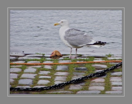 Silbermöwe mit Seestern