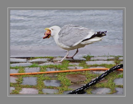 Silbermöwe mit Seestern