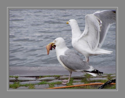 Silbermöwe mit Seestern