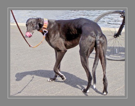 Der Greyhound ist ein typischer Vertreter der okzidentalen Windhunde, mit guter Bemuskelung, tiefer Brust und langen Läufen. Früher wurde der Greyhound bei der Niederwild-, selten zur Hochwildjagd verwendet. In der heutigen auf Geschwindigkeit gezüchteten Form laufen Greyhounds hauptsächlich auf der Bahn bei Hunderennen, wobei sie Geschwindigkeiten von bis zu 80 km/h erreichen können Als Familienhunde sind Greyhounds im Haus anschmiegsame und ruhige Hausgenossen, die relativ anspruchslos in Haltung und Pflege sind. Draußen kann ihr Jagdverhalten jedoch so stark ausgeprägt sein, dass ein Freilauf kaum möglich ist