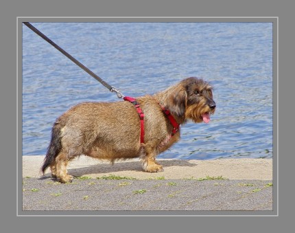 Dackel besitzen ein ausgeprägtes Selbstbewusstsein. Dies ist bei der Jagd auf wehrhaftes Wild, insbesondere den Dachs (daher der Name Dachshund), sehr hilfreich. Im Dachsbau ist der Hund ein Alleinjäger und muss seine eigenen Entscheidungen treffen, da der Hundeführer ihn hier nicht leiten kann. Das starke Selbstbewusstsein des Dackels kann mitunter dazu führen, dass er zu wenig Respekt vor größeren Hunden hat und es hier zu Konfrontationen kommen kann. Gezüchtet wurde diese Hunderasse für die Jagd, speziell für die Baujagd auf den Fuchs und den Dachs.