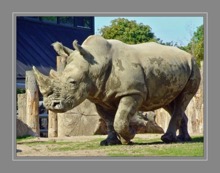 Nashorn im Zoo von København (DK)