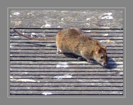 Die Wanderratte (Rattus norvegicus) ist ein Nagetier (Rodentia) aus der Familie der Langschwanzmäuse. Die ursprünglich im nördlichen Ostasien heimische Art wurde durch den Menschen weltweit eingebürgert. Wanderratten sind Allesfresser, wobei pflanzliche Nahrung meist weit überwiegt. Die Art wird als Nahrungsmittelschädling, Krankheitsüberträger und problematisches Neozoon vielfach bekämpft. Die Wanderratte ist jedoch andererseits die wilde Stammform der Farbratte, die in großer Zahl als Heim- und Versuchstier gehalten wird.