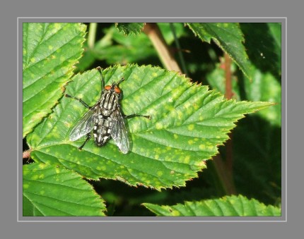 Die Graue Fleischfliege (Sarcophaga carnaria, auch: Aasfliege) ist eine Fliege aus der Familie der Fleischfliegen (Sarcophagidae). Die Fleischfliege (auch: Graue Fleischfliege) sieht optisch der Großen Stubenfliege ähnlich, ist jedoch dunkler, am Thorax mit dunkelgrauen Längsstreifen versehen und trägt deutlich erkennbare helle Flecken auf dem Körper. Sie haben eine Länge von etwa 13 bis 18mm. Ihre Augen sind rot gefärbt. Fleischfliegen halten sich vor allem an faulendem Fleisch und Dung auf, wo sie flüssige Stoffe zu sich nehmen. Die Fleischfliege beläuft dauernd allerlei unappetitliche Stoffe, was dazu führt, dass die Fliegen mit vielen Bakterien behaftet sind. Wenn sie anschließend auf Nahrungsmittel herumkriechen, verbreiten sie die Krankheitskeime. Zudem kann es zu einem Befall lebender Organismen mit den Fliegenlarven (Maden) kommen. Man spricht in diesem Zusammenhang von Myiasis oder Madenfraß.