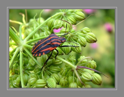 Die Streifenwanze (Graphosoma lineatum) ist eine Wanze aus der Familie der Baumwanzen . Sie tragen auf der Oberseite sechs schwarze Längsstreifen auf rotem oder gelbrotem Grund. Die Unterseite ist rot und trägt schwarze Punkte. Untypisch für Baumwanzen ist das Schildchen (Scutellum) sehr groß und überdeckt die gesamten Vorderflügel (Hemielytren). Die Fühler und Beine sind schwarz Sowohl die Nymphen, als auch die adulten Tiere sitzen meist auf ihren Nahrungspflanzen und saugen dort an den reifenden Samen.