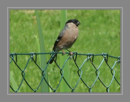 Der Gimpel (Pyrrhula pyrrhula), auch Dompfaff oder seltener Blutfink genannt, ist eine Vogelart aus der Familie der Finken (Fringillidae). Früher stellte der Gimpel ein Symbol für Tölpelhaftigkeit, Ungeschicklichkeit und Dummheit dar. Er ist häufig als schmückendes Hintergrundmotiv auf alten Darstellungen des Garten Eden zu finden. 