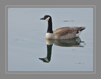 Die Kanadagans (Branta canadensis) ist eine Vogelart aus der Familie der Entenvögel (Anatidae) und gilt als die weltweit am häufigsten vorkommende Gans. Seit den 1970er Jahren ist sie auch in Deutschland als Brutvogel vertreten. Die Kanadagans wird etwas größer als die Graugans und ist damit die größte Gänseart, die in Europa in freier Wildbahn zu beobachten ist. 