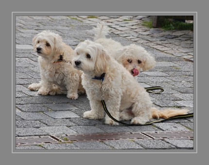 Die Hunde (Canidae) sind eine Familie innerhalb der Überfamilie der Hundeartigen (Canoidea)