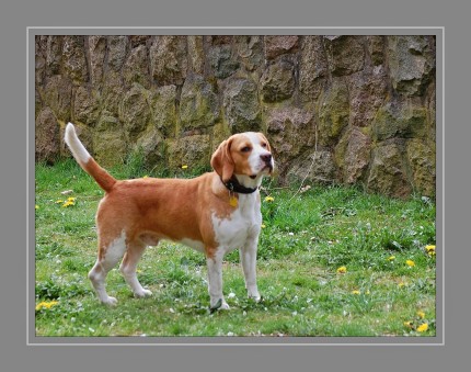 Der Beagle ist ein Jagdhund, der ursprünglich in England als lauffreudiger Meutehund speziell für die selbstständige Treibjagd auf Feldhasen und Wildkaninchen gezüchtet wurde. Der Beagle ist ein fröhlicher und bewegungsfreudiger Hund. Sein Wesen ist liebenswürdig und aufgeweckt, ohne Anzeichen von Angriffslust oder Ängstlichkeit; bei der Jagd beweist er Zähigkeit und Zielstrebigkeit. Beagles sind Meutehunde, sie benötigen die Gesellschaft anderer Hunde oder vertrauter Menschen. Sie sind bis ins 20. Jahrhundert hauptsächlich für die Jagd in der Meute gezüchtet worden und brauchen daher viel Auslauf und Bewegung. Beagles neigen als Meutehunde dazu, übermäßig zu fressen.