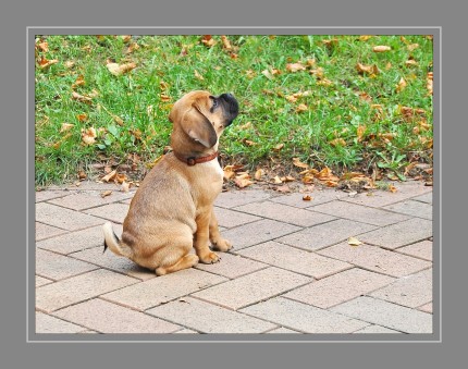 Beim Haushund wird ein Jungtier über die Säugezeit hinaus bis zu einem Alter von sechs bis neun Monaten als Welpe bezeichnet, spätestens mit dem ersten Verlust seiner Milchzähne beginnt aber die hormonelle Umstellung der Junghundzeit. In der so genannten Welpenzeit finden die grundlegenden körperlichen Entwicklungen statt. In dieser Phase kommt es zudem zur charakterlichen Prägung bzw. Sozialisationsphase des Hundes. Es ist daher eine wesentliche Zeit in der Hundeerziehung.